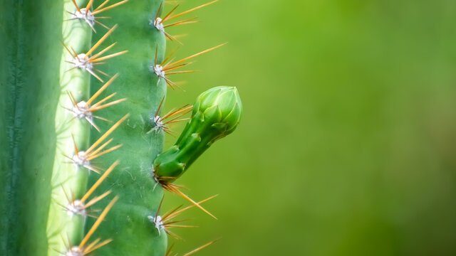 Cereus Plant (arumuga kalli) and cactus flower in India.