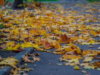 golden autumn, yellow foliage, autumn forest, autumn trees, urban