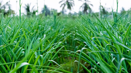 White tuberose (sampangi) flower in nature background