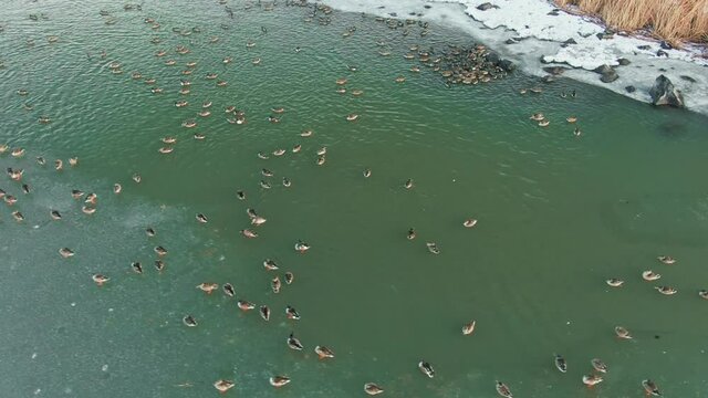 Aerial: Ducks On Upper Klamath Lake In The Winter. Klamath Falls, Oregon, USA