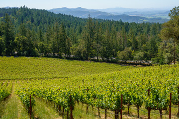 Fototapeta premium Napa Valley Wine Vines in the Mountains