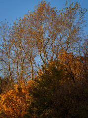 Fototapeta premium golden autumn, yellow foliage, autumn forest, autumn trees, urban