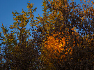 golden autumn, yellow foliage, autumn forest, autumn trees, urban