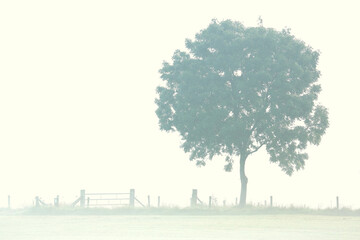 A tree and a fence on a misty morning