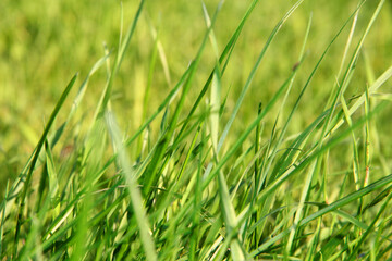 lawn. green grass in the wind. background of green grass