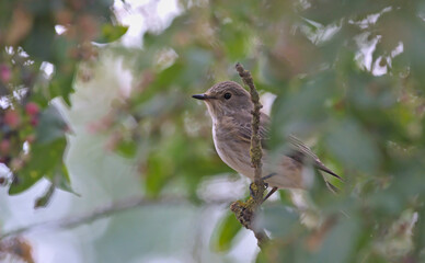 Spotted flycatcher (Muscicapa striata), Crete, Greece