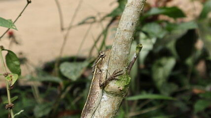 Medium close up of a female oriental garden lizard on a tree trunk