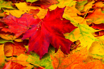 Naklejka na ściany i meble Close-up of red and yellow autumn leaves