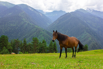 Fototapeta na wymiar Horses graze in a mountain meadow