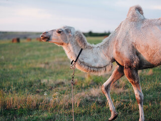 camel eating grass in a field safari park landscape mammals