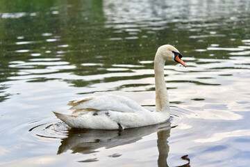 Obraz premium A white swan with a long neck and a red beak floats on the water
