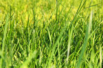 lawn. green grass in the wind. background of green grass
