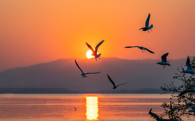 Beautiful golden sunset over the sea and silhouettes of seagulls