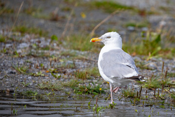 Seagull on the beach,Helgeland,Northern Norway,scandinavia,Europe