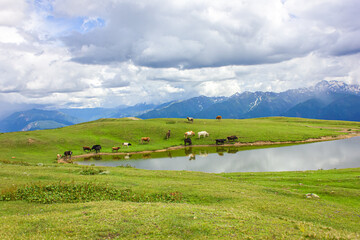 Fototapeta na wymiar Cows graze on the shore of a mountain lake