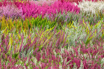 Vivid colors of blooming Calluna vulgaris (heather, ling) flowers. Full frame floral background