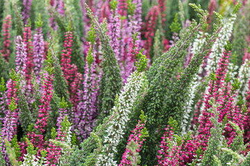 Obraz premium Selective focus on flowering Calluna vulgaris (common heather, ling, or simply heather). Natural floral background