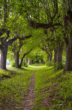 Allee mit schmalem Pfad inm Fr&uuml;hling