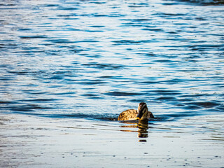 Fototapeta premium 小牧山城の見える農業地域の自然 川を泳ぐかも