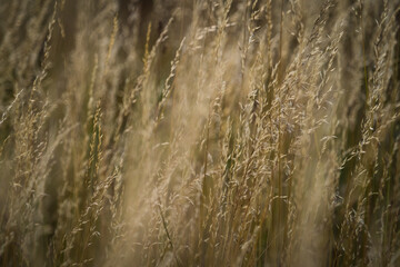 Obraz premium A wheat field closeup in the middle at summer, copy space