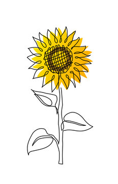 Single sunflower simple vector line illustration. One line art drawing of sunflower
