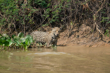 Fototapeta na wymiar Jaguar at the river side