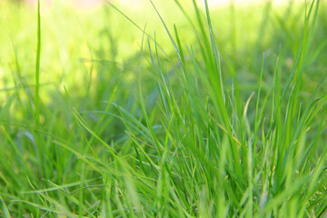 green grass in the wind. green grass background
