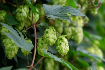 Humulus lupulus, the common hop or hops close up shot. Green fresh hop cones for making beer and...
