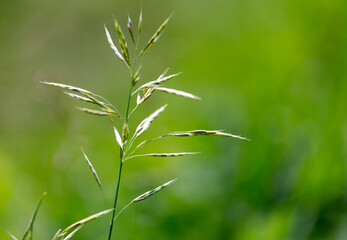 Spikelets on green grass in summer.