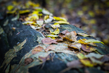 Fallen leaves among the logs. Autumn mood