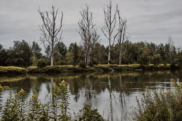 Abgestorbene Eschen an der Isar bei Landau