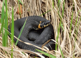 European grass snake (natrix natrix), also called ringed snake or water snake among brown dry grass.