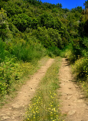 Fototapeta na wymiar Car tracks path in the forest