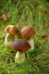 grzyb prawdziwek, borowik szlachetny, grzyby w lesie