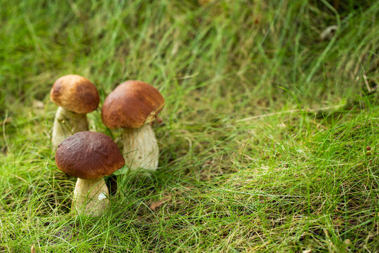 grzyb prawdziwek, borowik szlachetny, grzyby w lesie