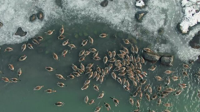 Aerial: Ducks On Upper Klamath Lake In The Winter. Klamath Falls, Oregon, USA