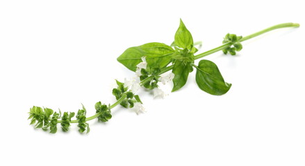 Fresh basil flower with green leaves isolated on white