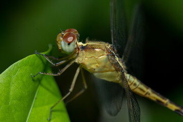 close up of a dragonfly