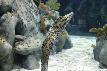 peixe moreia