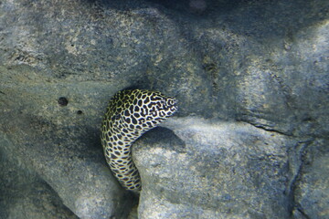 peixe moreia
