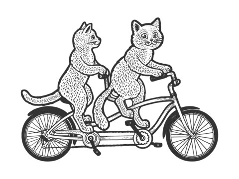 cats on tandem twin bicycle sketch engraving vector illustration. T-shirt apparel print design. Scratch board imitation. Black and white hand drawn image.