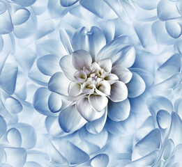Blue  dahlia flower. Floral background. Closeup. Nature.	