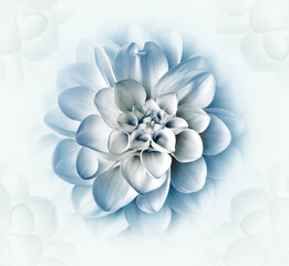 Light blue  dahlia flower. Floral background. Closeup. Nature.	