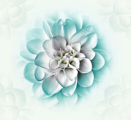 Fototapeta na wymiar Turquoise dahlia flower. Floral background. Closeup. Nature. 
