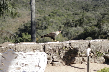 águia carcará