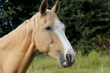 Obraz premium Cheval