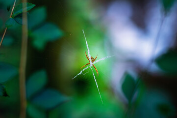 spider web