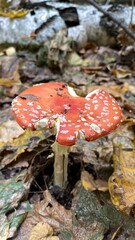 Amanita mushroom in the forest - vertical photo for social media. Poisonous cap in grass and dry leaves in autumn. The cap of the mushroom was bitten by insects and animals.Russian forest