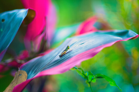 grasshopper