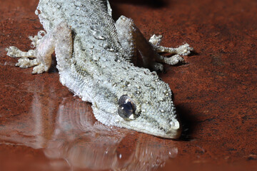 House Gecko, South Africa